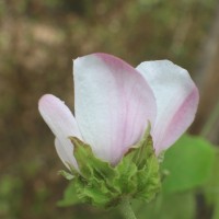 Hibiscus platanifolius (Willd.) Sweet